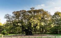 The Major Oak in summer — Sherwood Forest, Nottinghamshire