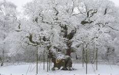 The Major Oak under snow — still standing