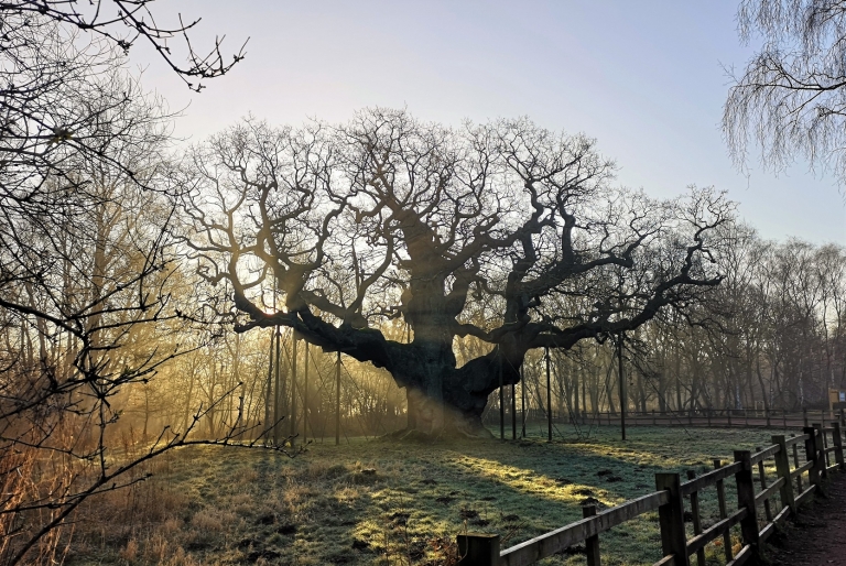 The Major Oak at dawn, winter sun through bare branches